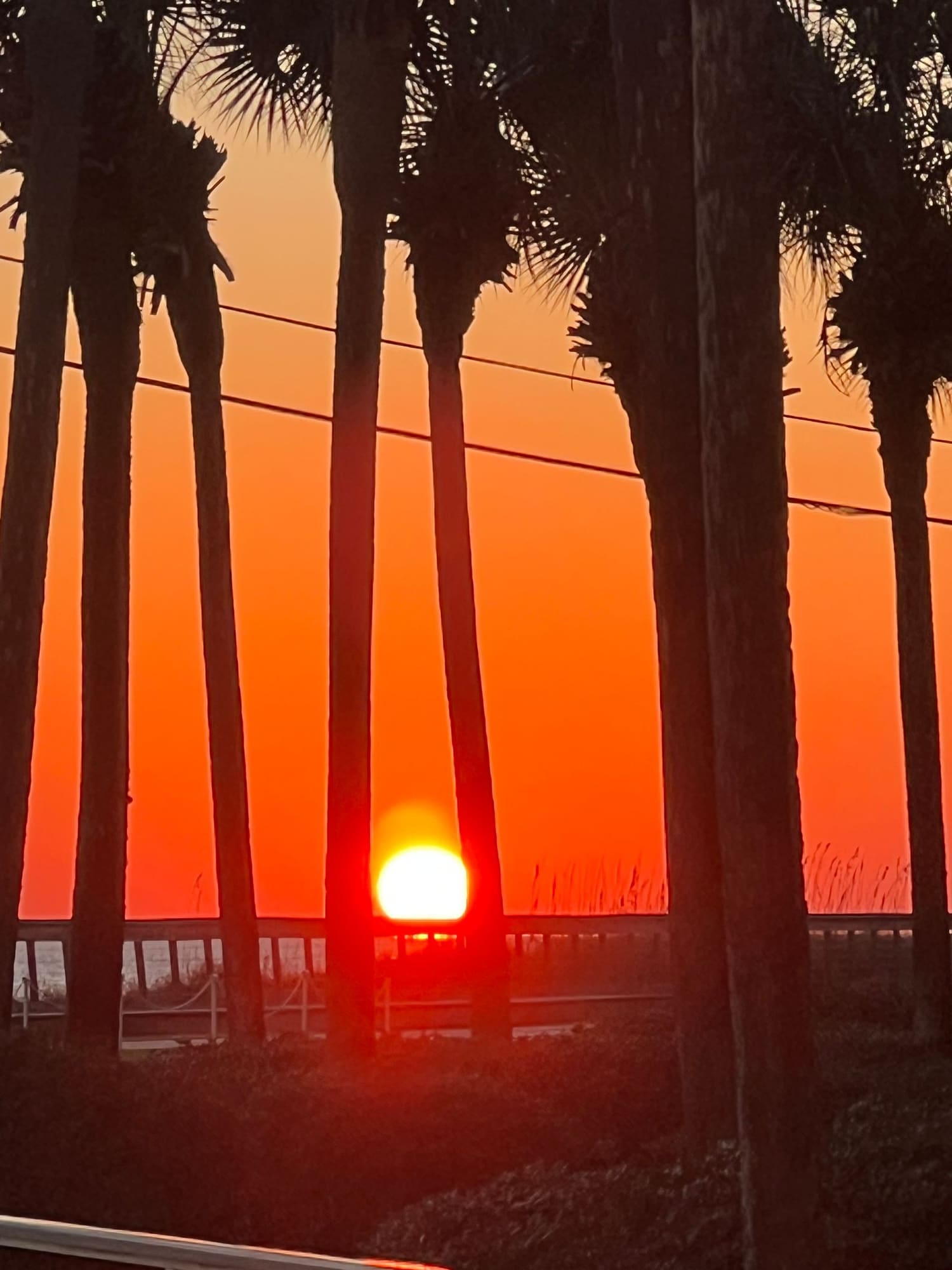 Sunset viewed through palm tree trunks and pier railings over ocean