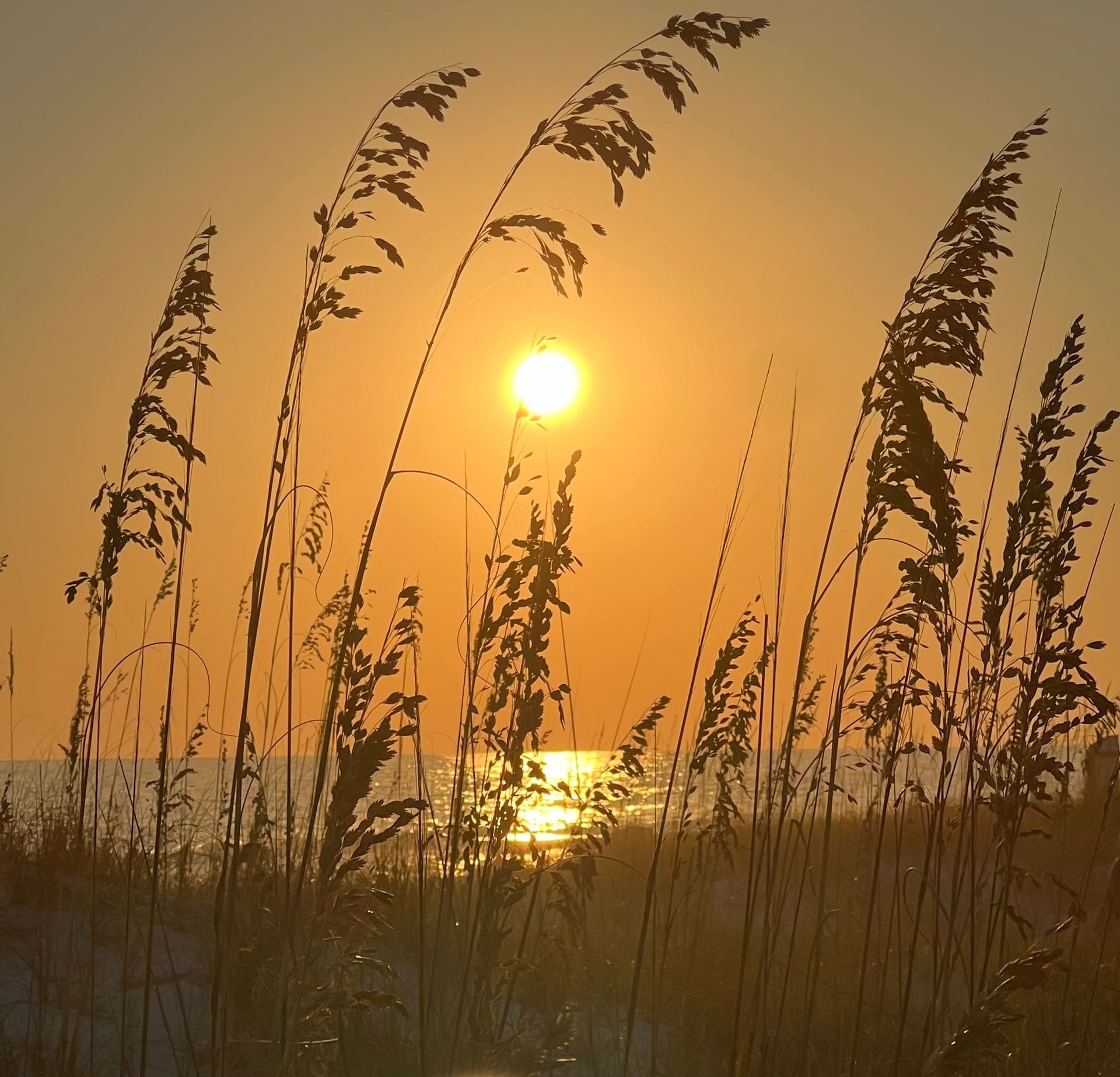 Golden sunrise over beach dunes with sea oats silhouetted in foreground