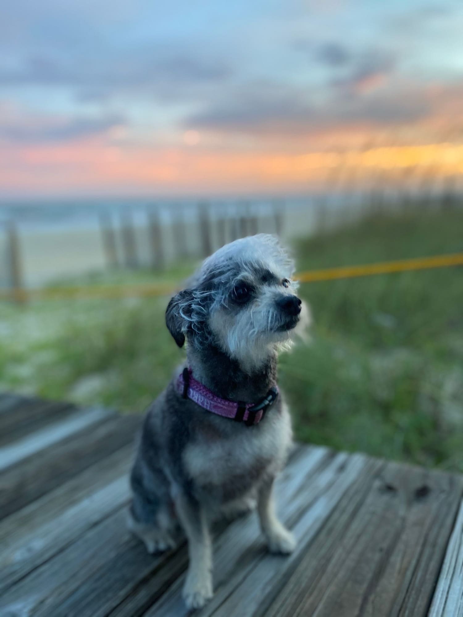Small black and white dog on wooden deck at sunset overlooking beach