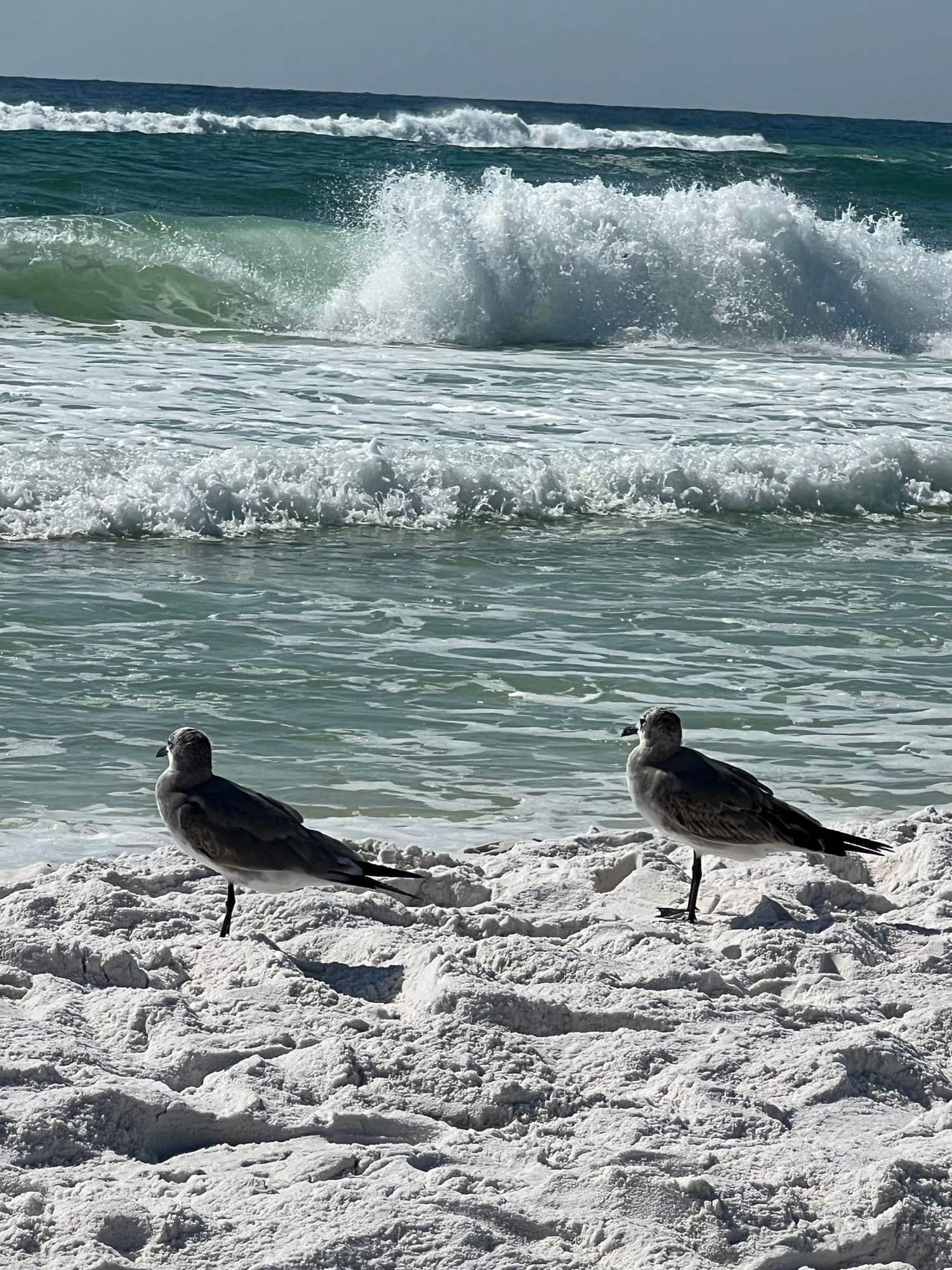 Two shorebirds standing on sandy beach with ocean waves crashing in background